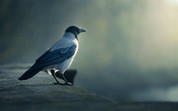 vol d'oiseau flou-HD Fond d'écran Vues:10942