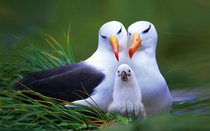 nid d'oiseau bec nichée-HD Fond d'écran Vues:9902