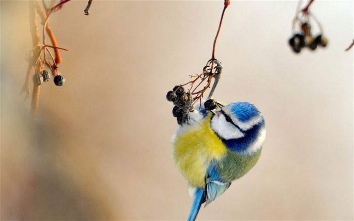 mésange oiseau repéré-HD Fond d'écran Vues:12215