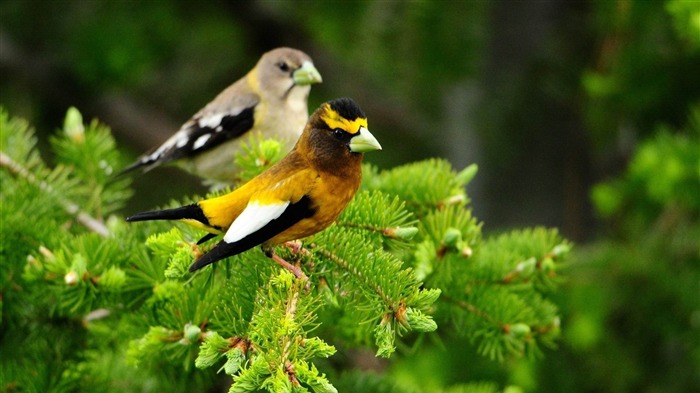 oiseaux paire s'asseoir feuilles-HD Fond d'écran Vues:7600