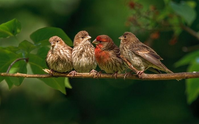 pinsons famille branche oiseau-HD Fond d'écran Vues:10037