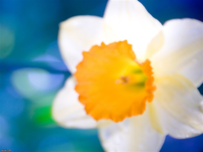 daffodil flower petals-HD Desktop Wallpaper Views:7062 Date:2014/1/30 2:13:22