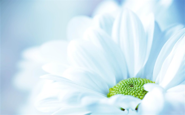 daisy close up-Plants HD Photo Wallpaper Views:8139 Date:2014/1/18 7:46:38