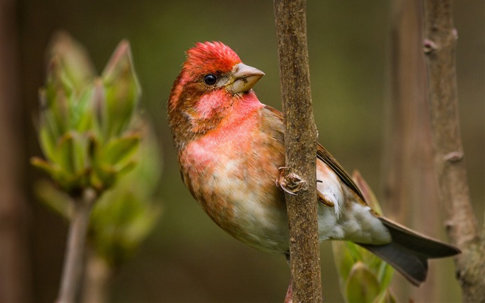 pinson branche sit oiseau-HD Fond d'écran Vues:9245