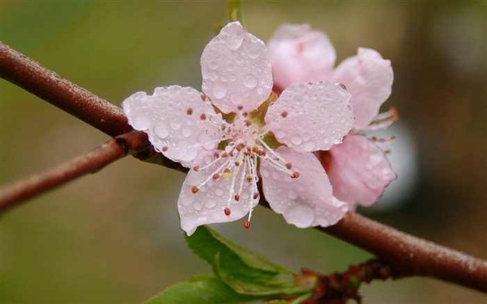 flower drops blossom fruit-HD Desktop Wallpaper Views:8055 Date:2014/1/30 2:14:06