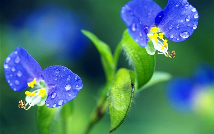 flower drops grass-HD Desktop Wallpaper Views:7925 Date:2014/1/30 2:14:49