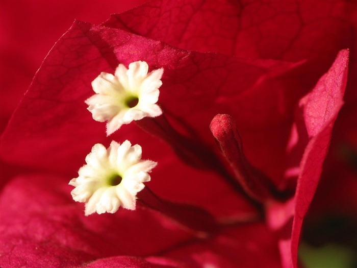 flower petals macro red-HD Desktop Wallpaper Views:7756 Date:2014/1/30 2:17:13