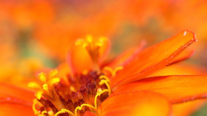 flower pollen petals close-up-HD Desktop Wallpaper Views:6513 Date:2014/1/30 2:18:55