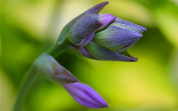 flower stem petals-HD Desktop Wallpaper Views:7191 Date:2014/1/30 2:19:45