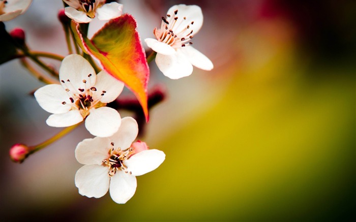 flowering spring plants fruit-HD Desktop Wallpaper Views:9563 Date:2014/1/30 2:15:31