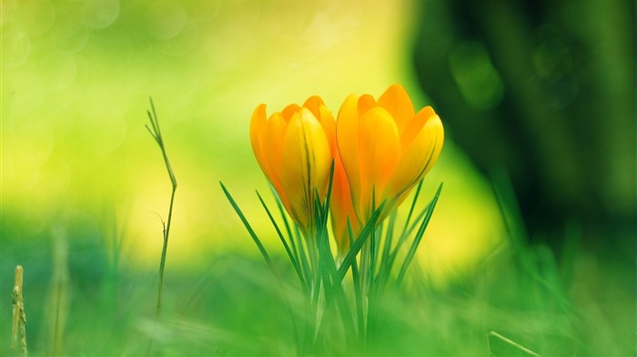 flowers grass green blur-HD Desktop Wallpaper Views:8865 Date:2014/1/30 2:20:25