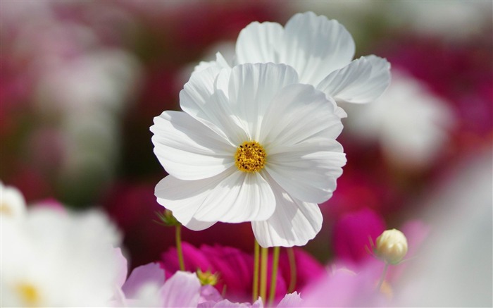 Fleurs de plantes naturelles macro HD Fonds d'écran Vues:32137