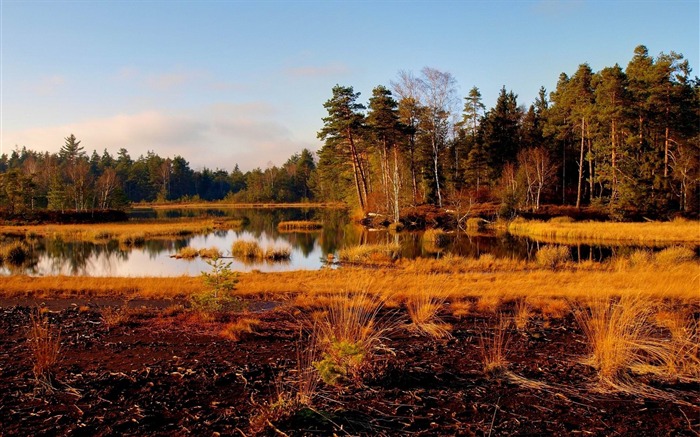 árboles de río de hierba otoño naturaleza-temporadas HD fondo de pantalla Vistas:8065