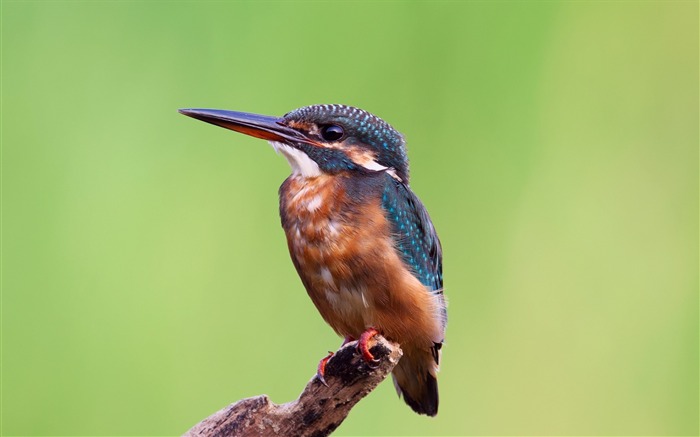 martin-pêcheur oiseau branche-HD Fond d'écran Vues:8130