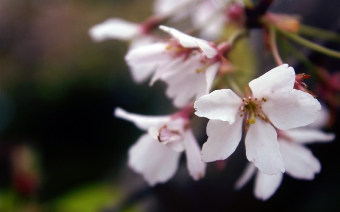 leaves grass branch flowering-HD Desktop Wallpaper Views:6329 Date:2014/1/30 2:21:21