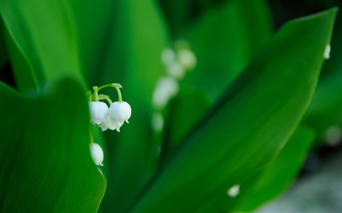 lilies flowers leaves grass-HD Desktop Wallpaper Views:7950 Date:2014/1/30 2:21:57