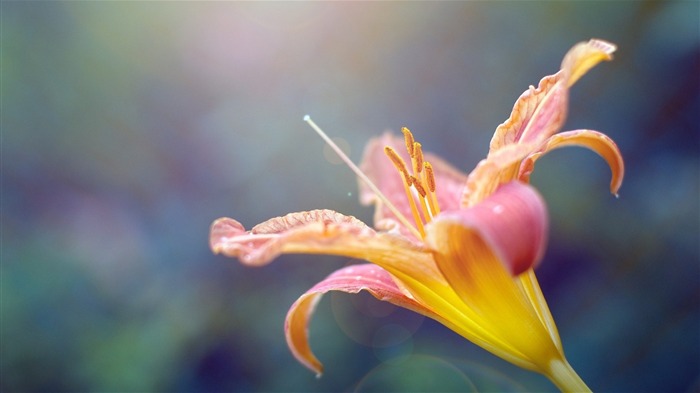 lily plant stamens flower-HD Desktop Wallpapers Views:6770 Date:2014/1/30 2:23:05