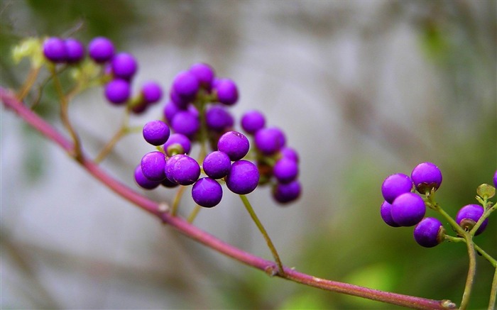 naturaleza bayas violeta kallikarpa-Macro fondo de pantalla HD Vistas:8764