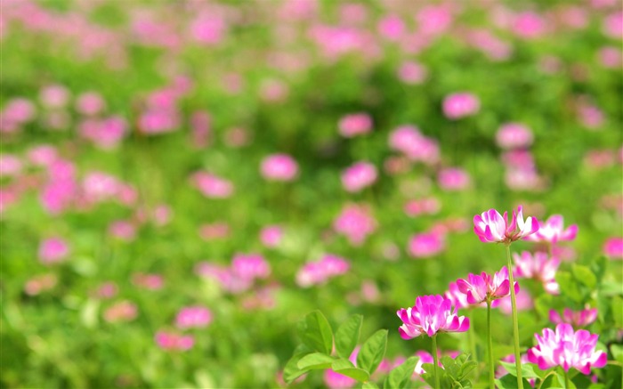 pink flower-Plants HD Photo Wallpaper Views:8649 Date:2014/1/18 7:43:41