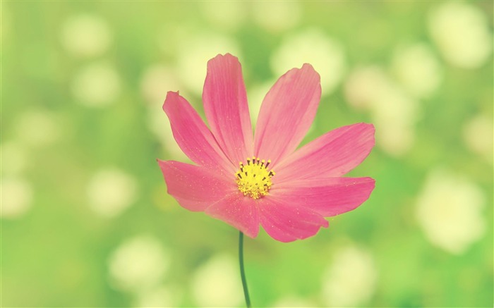 pink flower macro-Plants HD Photo Wallpaper Views:7875 Date:2014/1/18 7:41:59