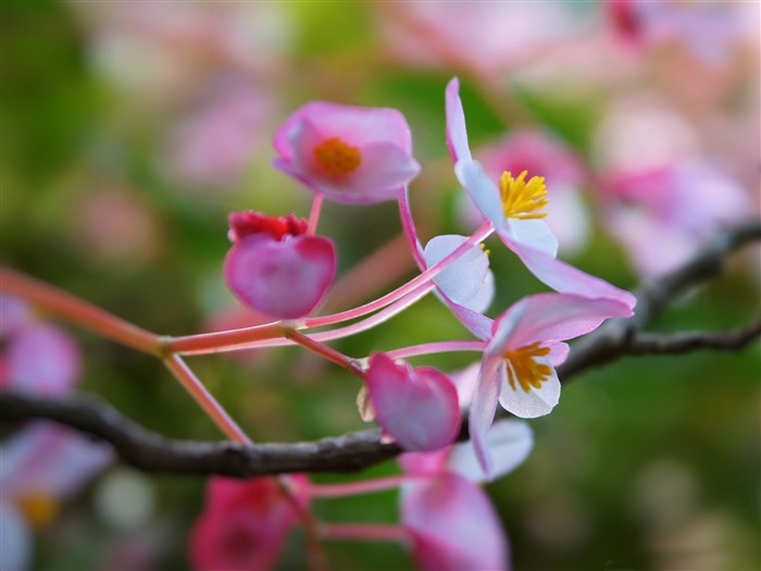 pink flowers focus-Plants HD Photo Wallpaper Views:7909 Date:2014/1/18 7:52:28