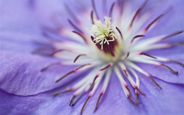 plant flower purple-HD Desktop Wallpaper Views:6228 Date:2014/1/30 2:26:19