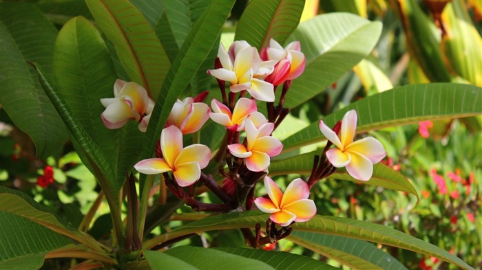 Plumeria floración hojas-Plants Photo Wallpaper Vistas:7164