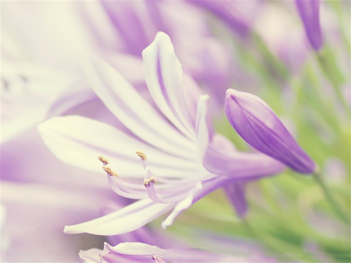 purple flower close up-Plants HD Photo Wallpaper Views:8003 Date:2014/1/18 7:48:32