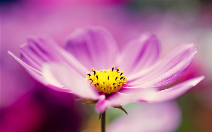 purple flower macro-Plants HD Photo Wallpaper Views:7570 Date:2014/1/18 7:53:22