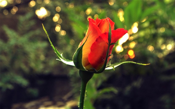 red rose flower-Plants HD Photo Wallpaper Views:7012 Date:2014/1/18 8:00:52