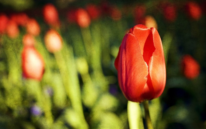 2013 fotos de alta qualidade flores de plantas papel de parede Visualizações:26802