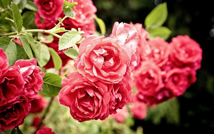 rosas flores arbusto close-up-Plants Photo Wallpaper Vistas:6951