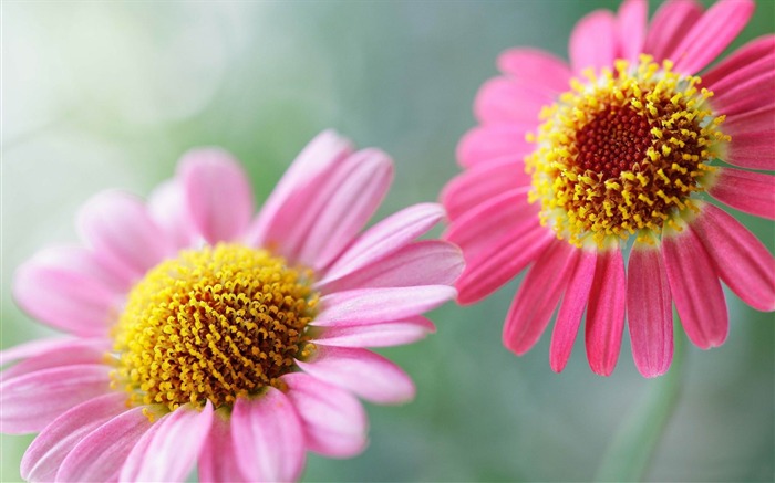 soft pink daisies-Plants HD Photo Wallpaper Views:7797 Date:2014/1/18 7:56:58