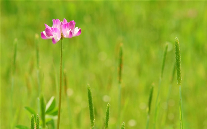 summer pink flower-Plants HD Photo Wallpaper Views:7729 Date:2014/1/18 7:58:03