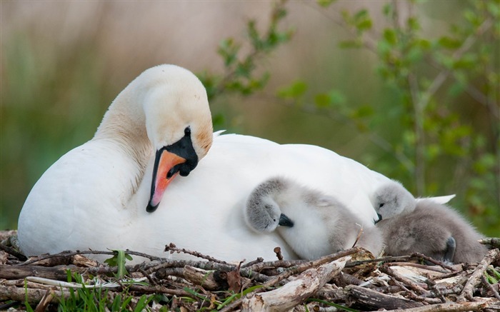 bébés nid cygne oiseau-HD Fond d'écran Vues:12097