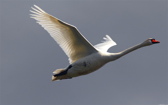 cygne volant ciel oiseau-HD Fond d'écran Vues:13998