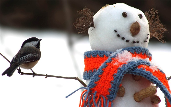 mésange bonhomme de neige d'oiseau-HD Fond d'écran Vues:7102