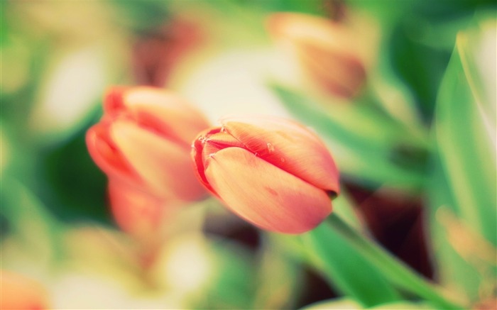 tulip flower bud leaf-HD Desktop Wallpaper Views:6534 Date:2014/1/30 2:27:56