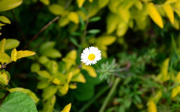 white beauty flower-Plants HD Photo Wallpaper Views:6448 Date:2014/1/18 7:59:02