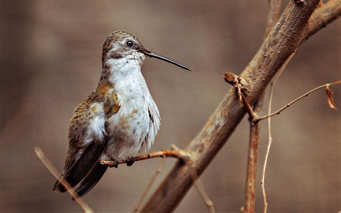 Pic oiseau branche-HD Fond d'écran Vues:7103