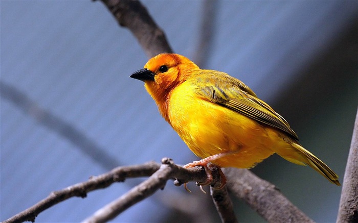 oiseau jaune-HD Fond d'écran Vues:9964