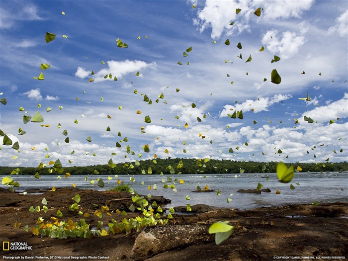 A Flutter Along the Iguazu-2013 National Geographic Wallpaper Views:8314 Date:2014/2/3 10:13:44