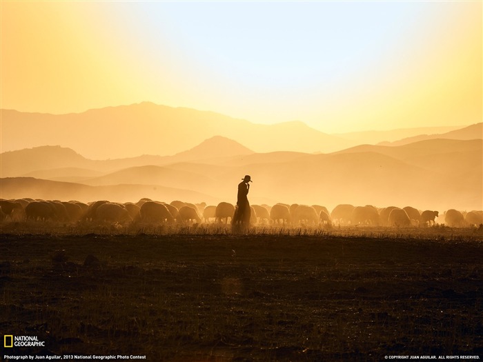 A Shepherds Flock-2013 National Geographic Wallpaper Views:9497 Date:2014/2/3 10:11:53