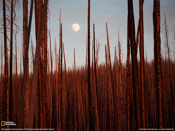 Burnt Trees Yellowstone-2013 National Geographic Wallpaper Views:8617 Date:2014/2/3 10:14:27