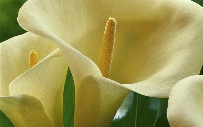 Fresh calla lilies flower plants Photo Wallpaper 03 Views:8306 Date:2014/2/22 22:16:08