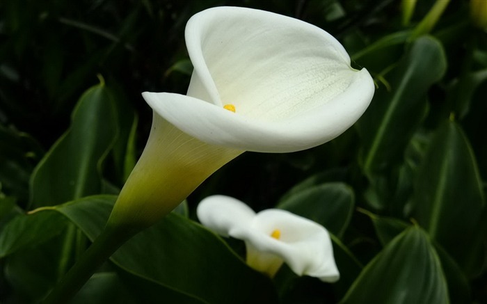 Fresh calla lilies flower plants Photo Wallpaper 05 Views:8463 Date:2014/2/22 22:16:53