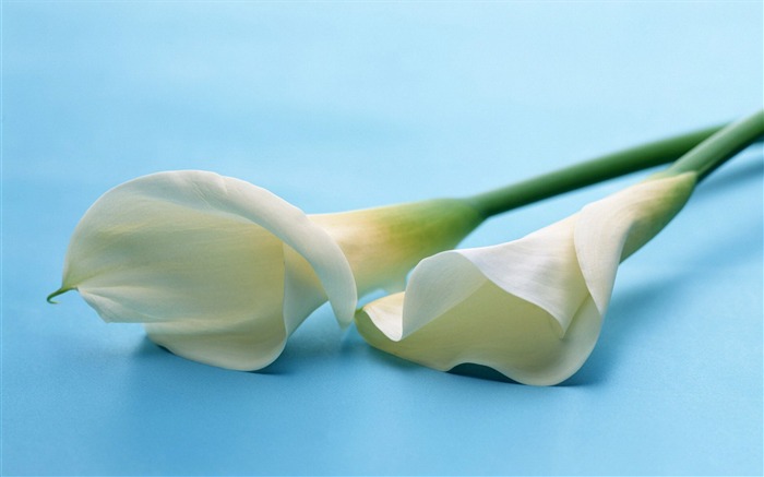 Fresh calla lilies flower plants Photo Wallpaper 06 Views:8364 Date:2014/2/22 22:17:20