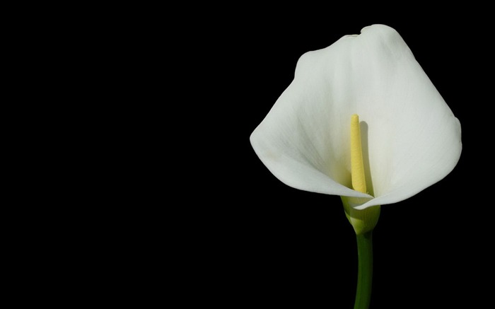 Fresh calla lilies flower plants Photo Wallpaper 07 Views:7863 Date:2014/2/22 22:17:37