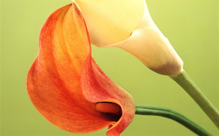 Fresh calla lilies flower plants Photo Wallpaper 09 Views:8422 Date:2014/2/22 22:18:24