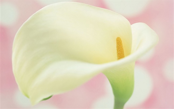 Fresh calla lilies flower plants Photo Wallpaper 10 Views:8246 Date:2014/2/22 22:18:59